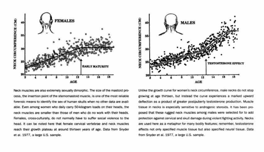 Neck Theory Testosterone 2