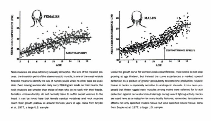 Neck Theory Testosterone 2