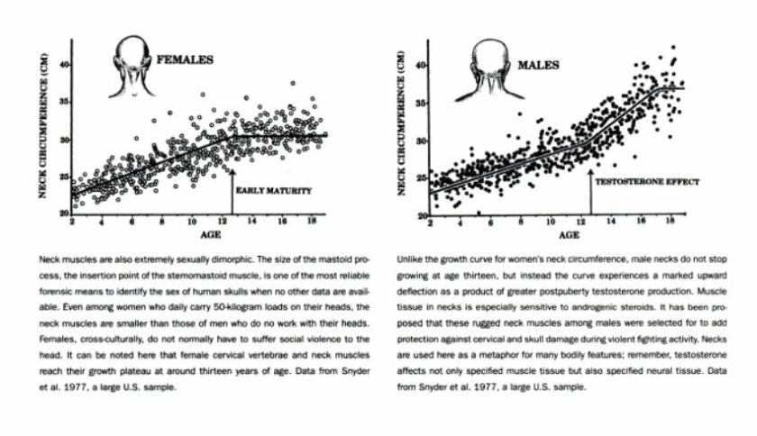 Neck Theory Testosterone 2